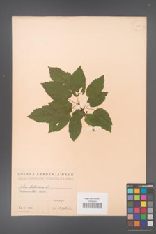 Acer tataricum [KOR 11510]
