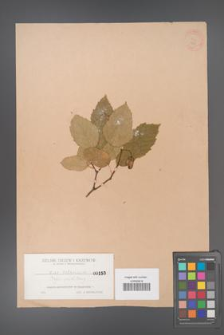Acer tataricum [KOR 150]