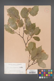 Acer tataricum [KOR 151]