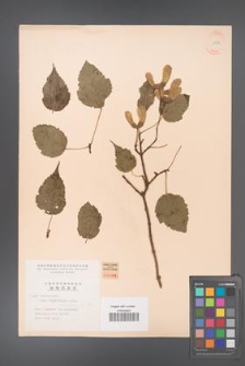 Acer stachyophyllum [KOR 11502]
