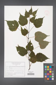 Acer stachyophyllum [KOR 47538]