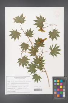 Acer shirasawanum [KOR 47557a]