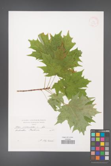 Acer platanoides [KOR 38713]