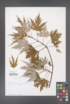 Acer saccharinum [KOR 49707]