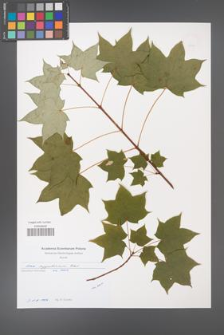 Acer cappadocicum [KOR 49704]