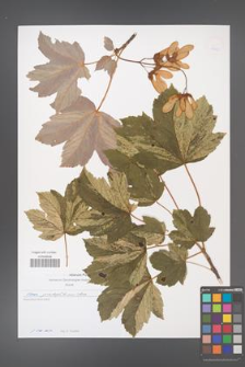 Acer pseudoplatanus [KOR 49702]