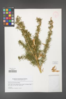 Adenocarpus decorticans [KOR 47817]