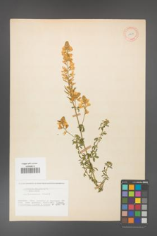 Adenocarpus complicatus [KOR 11604]