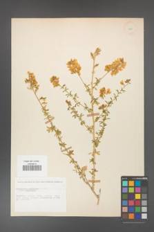 Adenocarpus complicatus [KOR 11605]