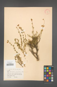 Adenocarpus complicatus [KOR 11601]