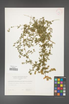 Adenocarpus complicatus [KOR 25033]