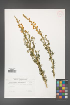 Adenocarpus complicatus [KOR 29782]