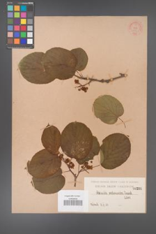 Actinidia melanandra [KOR 291]