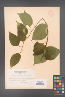 Actinidia kolomikta [KOR 44065]