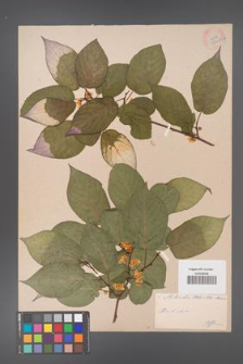 Actinidia kolomikta [KOR 33689a]