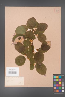 Actinidia kolomikta [KOR 33689]