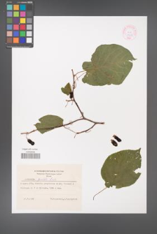 Actinidia giraldii [KOR 44075]