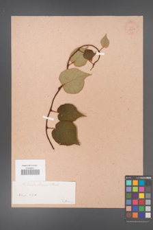 Actinidia chinensis [KOR 33688]