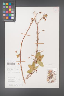 Acridocarpus orientalis [KOR 26000]