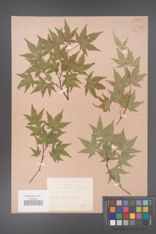Acer palmatum [KOR 33529b]