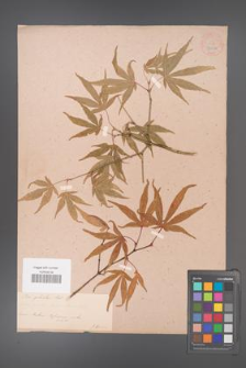 Acer palmatum [KOR 33522]