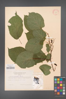 Actinidia arguta [KOR 11612]