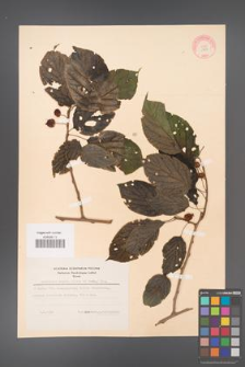 Actinidia arguta [KOR 11608]