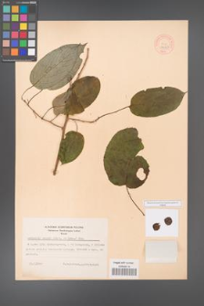 Actinidia arguta [KOR 44063]