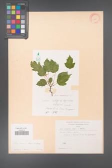 Acer semenovii [KOR 11490]