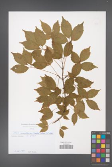 Acer cissifolium [KOR 49699]