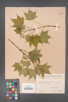 Acer truncatum [KOR 35835]