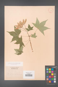 Acer truncatum [KOR 11535]