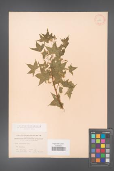 Acer truncatum [KOR 11536]