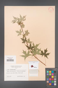 Acer truncatum [KOR 28149]