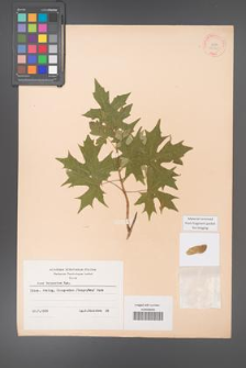 Acer truncatum [KOR 28145]