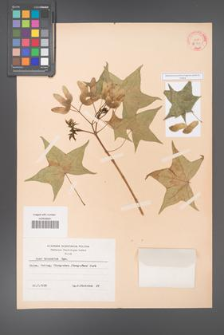 Acer truncatum [KOR 28141]