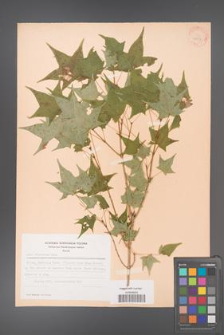 Acer truncatum [KOR 28147]