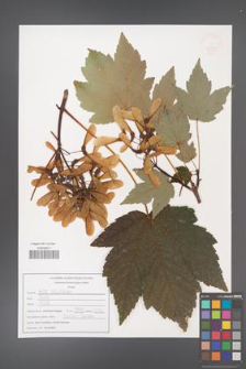 Acer velutinum [KOR 47591]