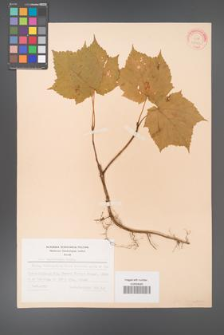 Acer tegmentosum [KOR 28143]