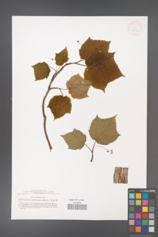 Acer tegmentosum [KOR 42972]