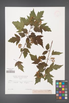 Acer ginnala [KOR 47444]