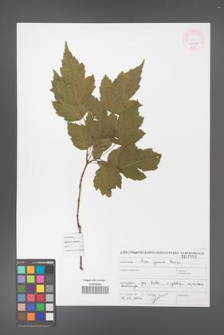 Acer ginnala [KOR 46898]