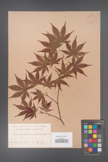 Acer palmatum [KOR 33524]