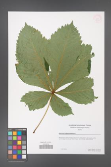 Aesculus hippocastanum [KOR 53959]