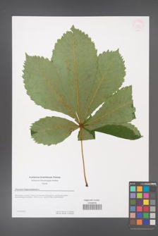 Aesculus hippocastanum [KOR 53958]