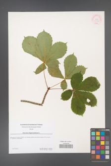 Aesculus hippocastanum [KOR 53955]