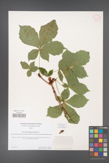 Aesculus hippocastanum [KOR 53949]