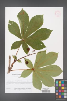 Aesculus hippocastanum [KOR 51226]