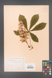 Aesculus hippocastanum [KOR 11551]