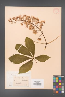 Aesculus hippocastanum [KOR 11551a]